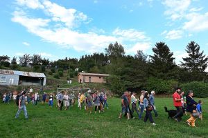 les animaux de la compagnie  